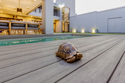 Fortress Caribbean Coral Fortress Caribbean Coral
